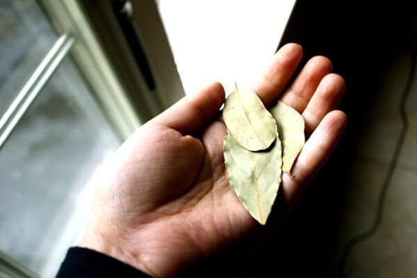 bay leaves by geagle.miooashdv.tk