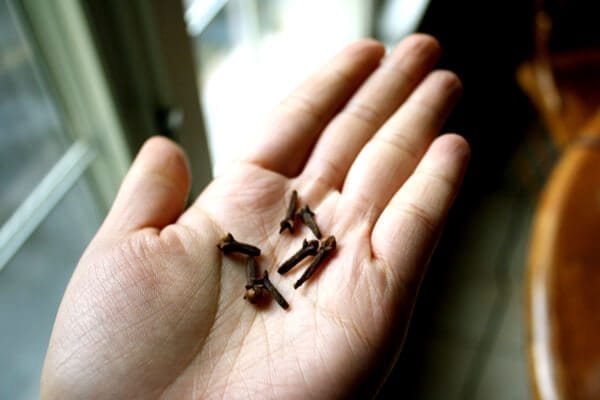 cloves by geagle.miooashdv.tk