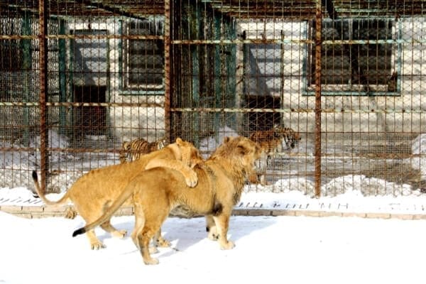 lions in harbin- Harbin Ice Festival and Freezing our Butts Off! by geagle.miooashdv.tk