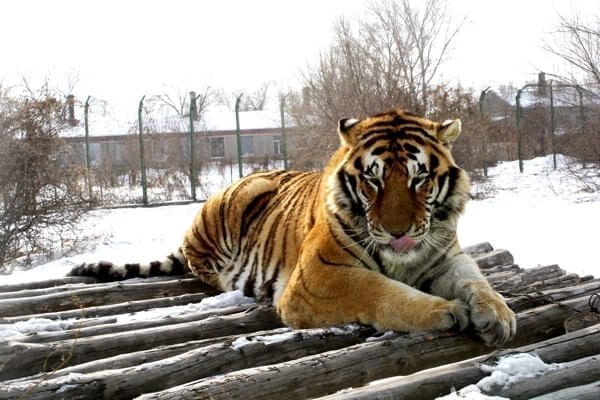 Harbin siberian tiger - Harbin Ice Festival and Freezing our Butts Off! by geagle.miooashdv.tk