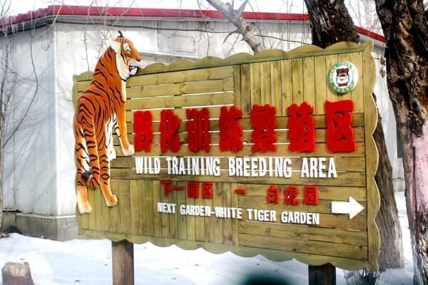 tiger-reservation-harbin - Harbin Ice Festival and Freezing our Butts Off! by geagle.miooashdv.tk