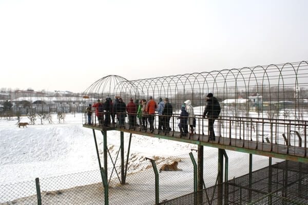tiger-reservation-skywalk - Harbin Ice Festival and Freezing our Butts Off! by geagle.miooashdv.tk