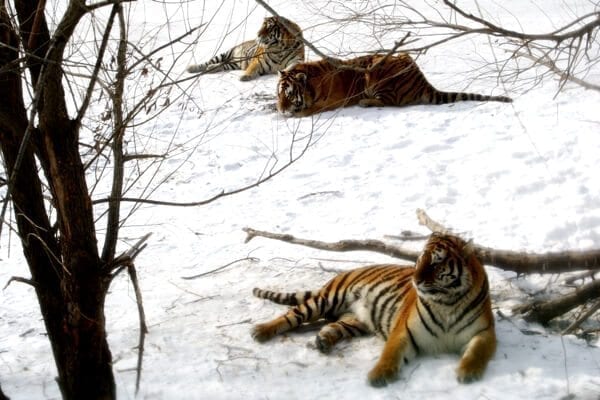 Harbin siberian tigers - Harbin Ice Festival and Freezing our Butts Off! by geagle.miooashdv.tk