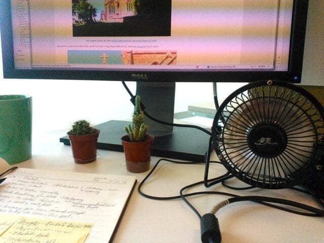 This Cactus Is Insulting Me