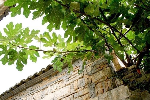 china-fig-tree - ON LOCATION IN HONGCUN, by geagle.miooashdv.tk