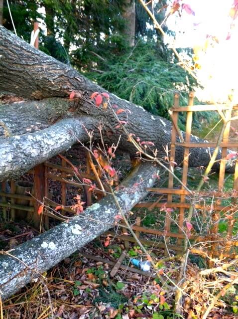 tree down hurricane