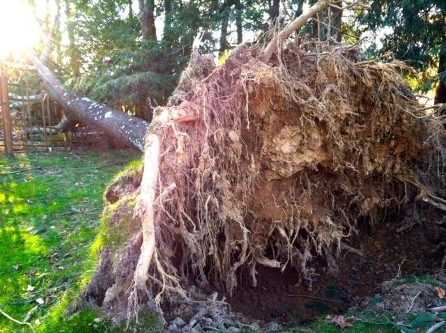 tree uprooted