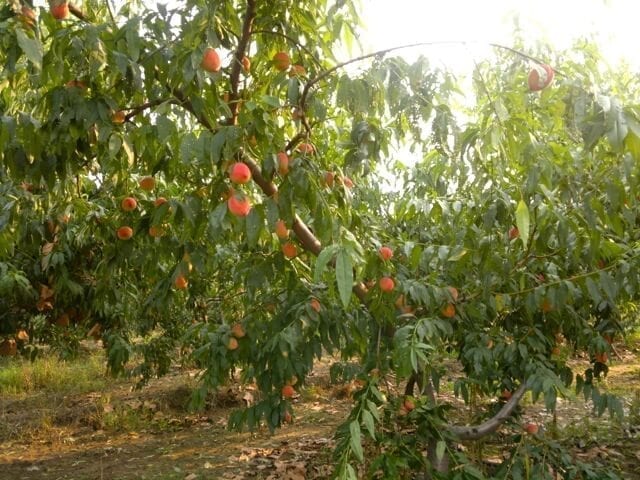 peach picking