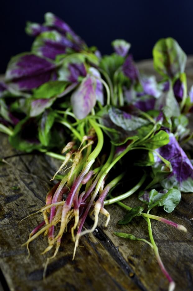 Stir-fried Pink Amaranth Greens by geagle.miooashdv.tk