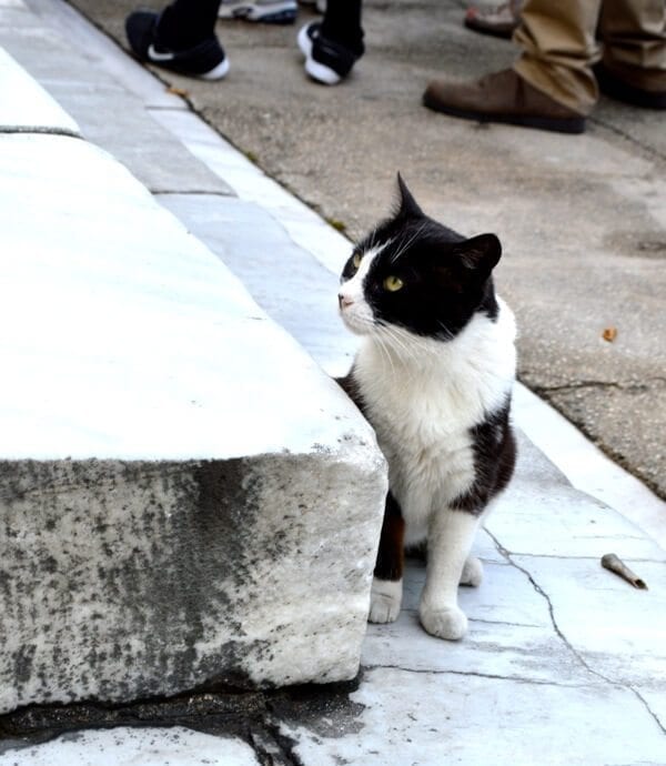 How to See Istanbul In One Day by geagle.miooashdv.tk