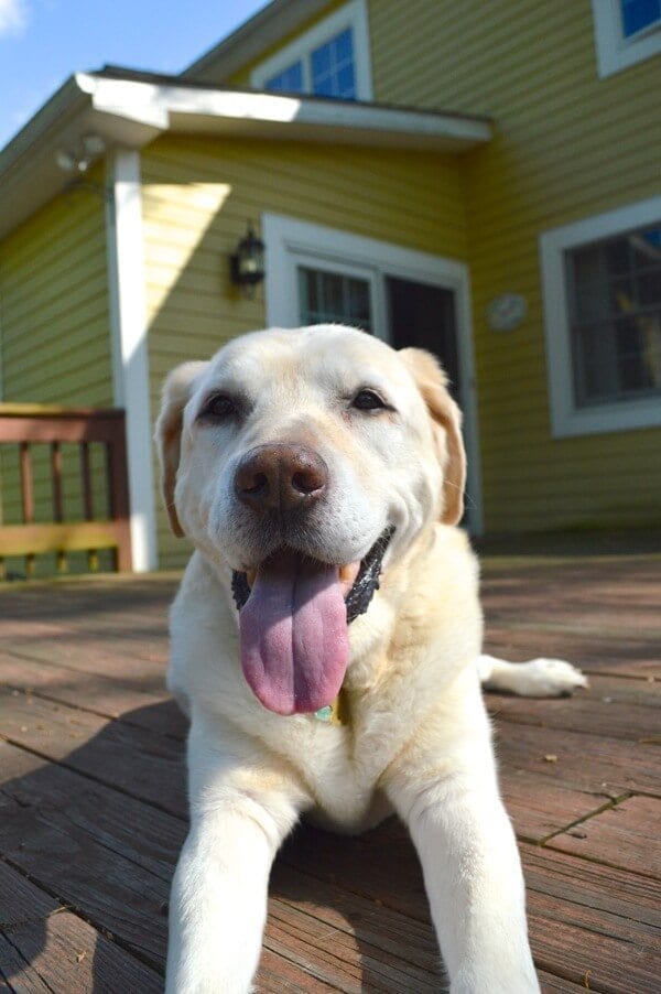 Jake the Labrador by geagle.miooashdv.tk