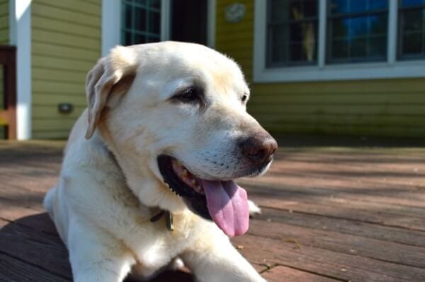 Our Jake by geagle.miooashdv.tk