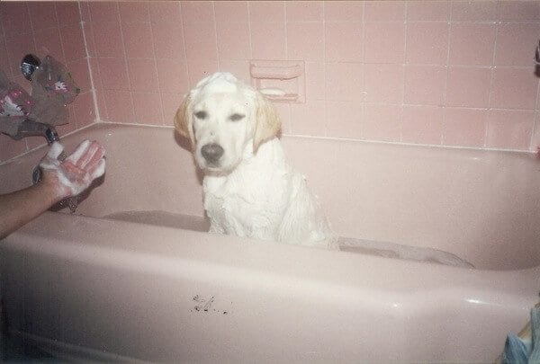 Jake (puppy-bath) by geagle.miooashdv.tk