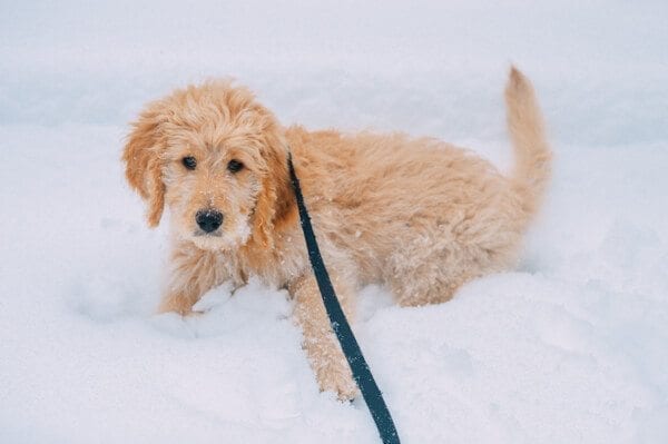 barley-snow--2