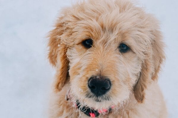 barley-snow--6