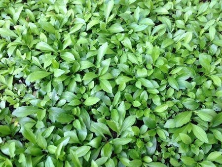Chinese Vegetables: ma lan tou, by geagle.miooashdv.tk