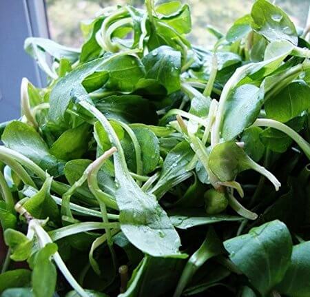 Chinese Vegetables: Indian Kalameris, by geagle.miooashdv.tk