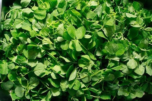 Chinese Vegetables: edible clover, by geagle.miooashdv.tk
