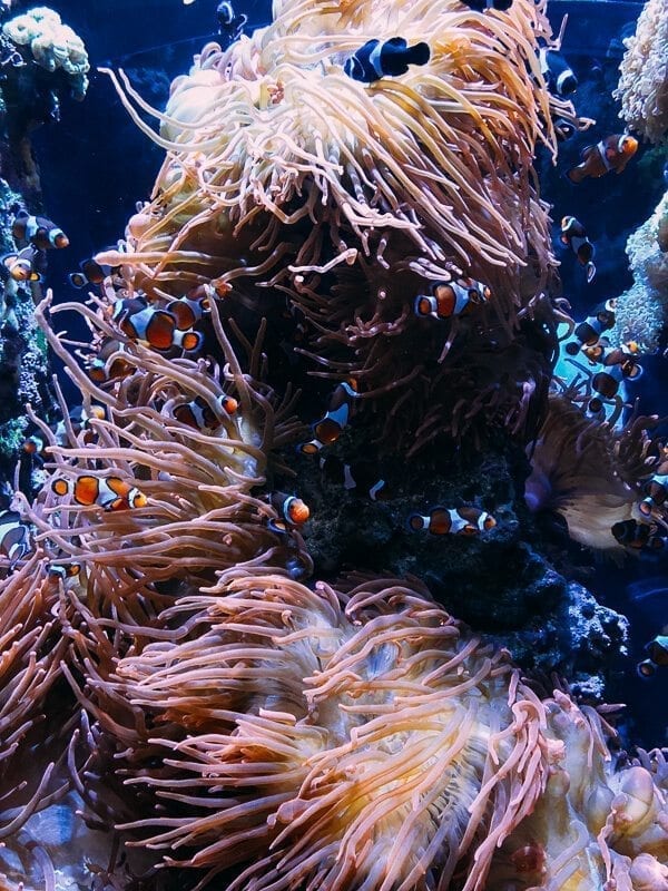 Monterey Bay Aquarium, by geagle.miooashdv.tk