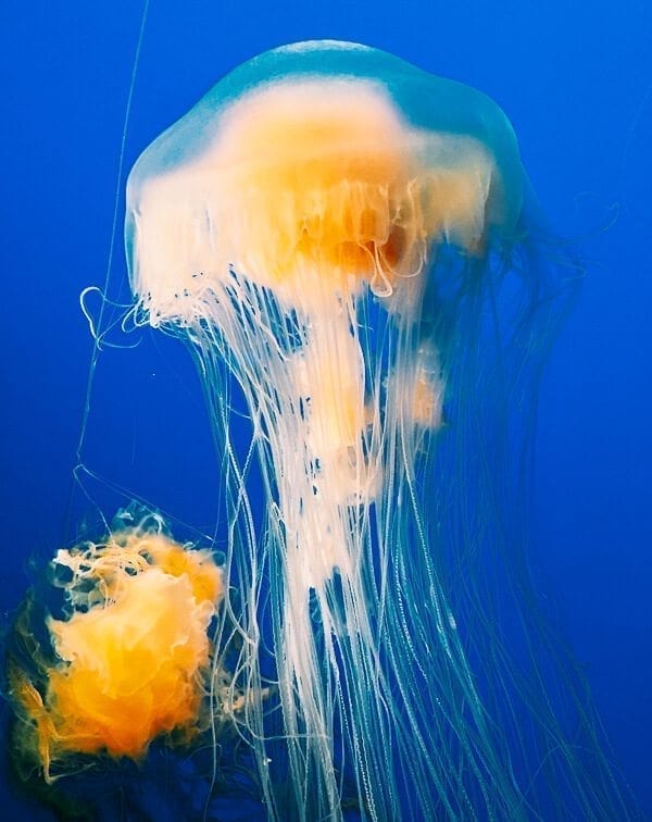 Monterey Bay Aquarium Jellyfish, by geagle.miooashdv.tk