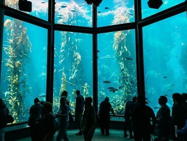 Monterey Bay Aquarium, by geagle.miooashdv.tk