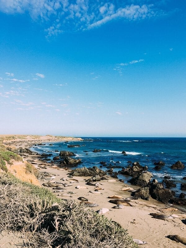 Elephant Seals, by geagle.miooashdv.tk