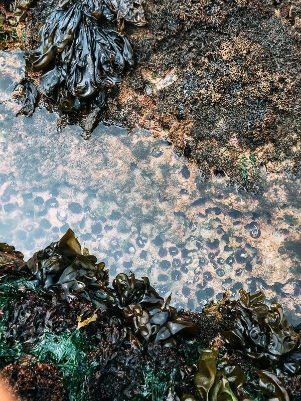 Point Lobos, by geagle.miooashdv.tk