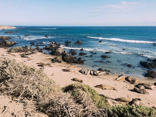 California Coast Elephant Seals, by geagle.miooashdv.tk