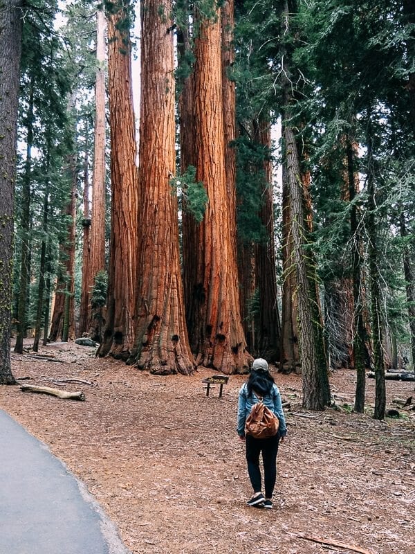 Sequoia Congress Trail