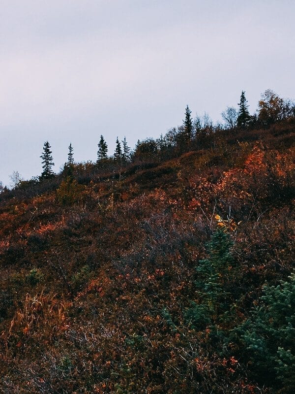 Denali Tundra
