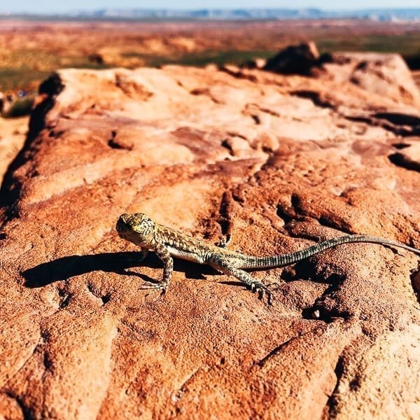 Arizona Lizard, by geagle.miooashdv.tk