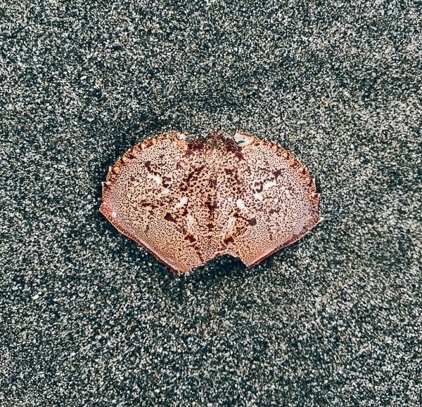 Crab Shell, by geagle.miooashdv.tk