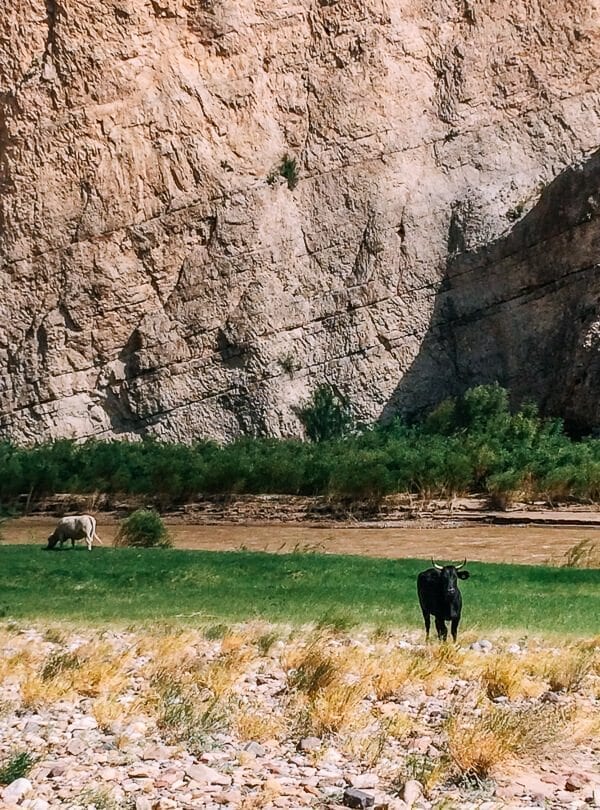 Boquillas Canyon Cows, Big Bend National Park - geagle.miooashdv.tk