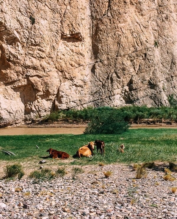Boquillas Canyon Cows, Big Bend National Park - geagle.miooashdv.tk