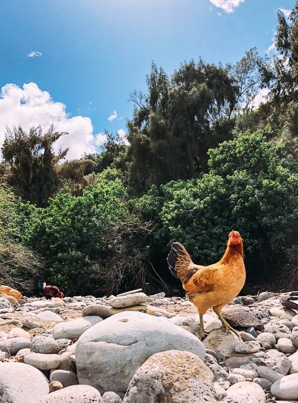 23 Things to Do in Maui, by geagle.miooashdv.tk