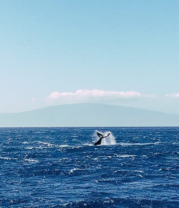 23 Things to Do in Maui, by geagle.miooashdv.tk