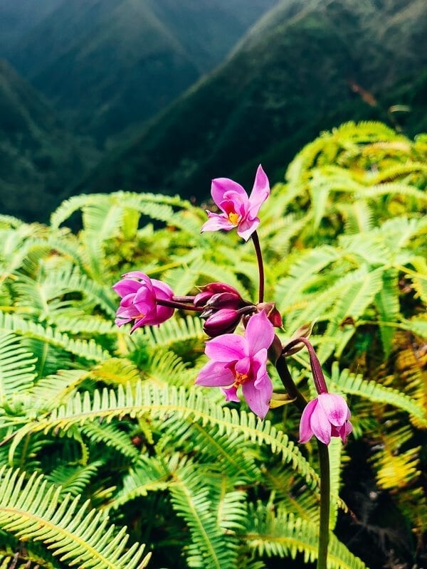 23 Things to Do in Maui, by geagle.miooashdv.tk