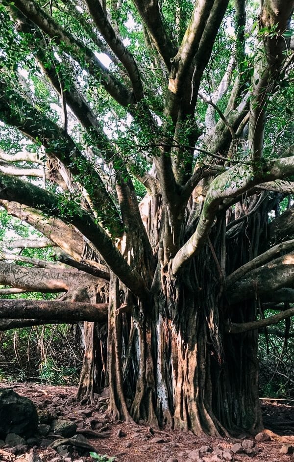23 Things to Do in Maui, by geagle.miooashdv.tk