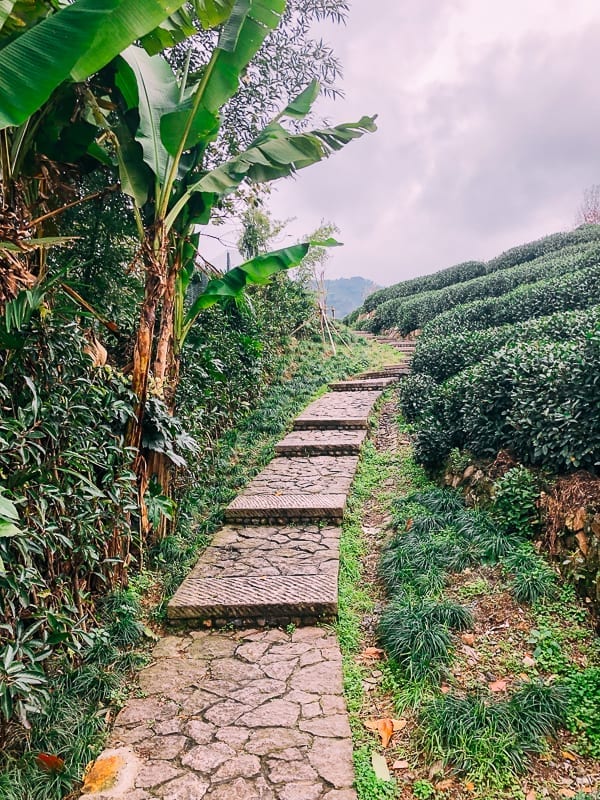 Longjing Tea Farm, by geagle.miooashdv.tk