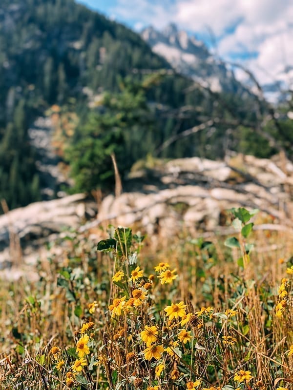 Yellowstone Wildflowers, geagle.miooashdv.tk