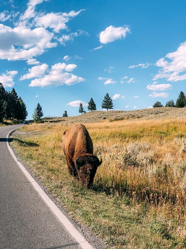 Buffalo on the side of the road, Yellowstone, geagle.miooashdv.tk