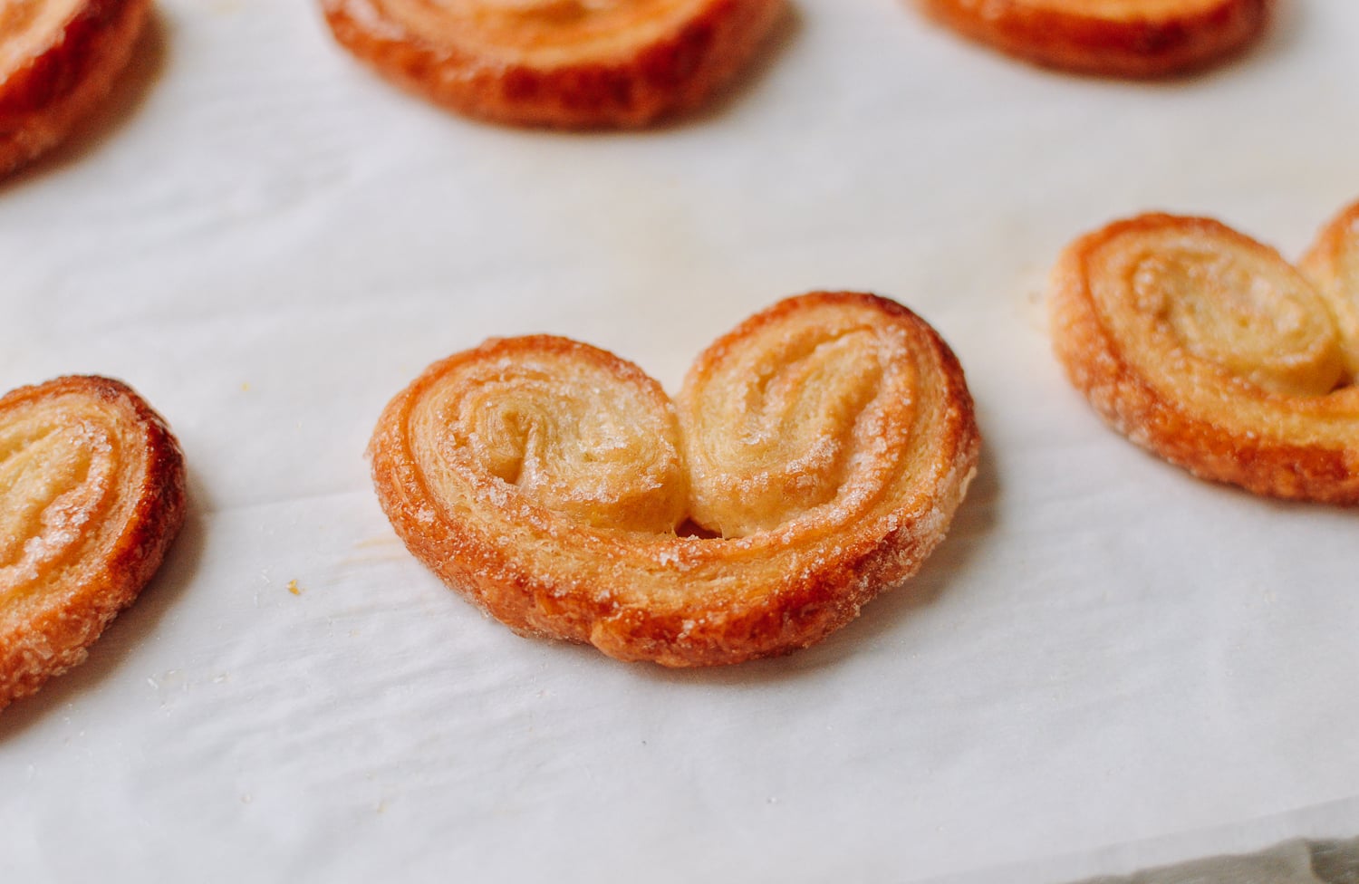 Classic Palmier, geagle.miooashdv.tk