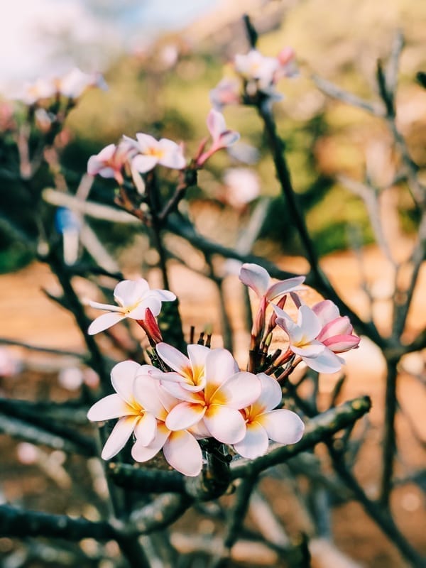 Plumeria Flowers on Tree, geagle.miooashdv.tk