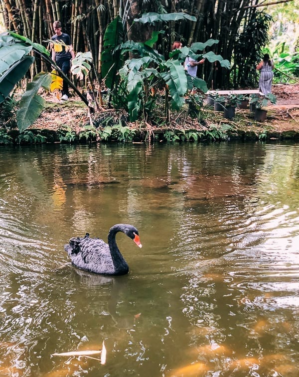 Black Swan at Byodo In, geagle.miooashdv.tk