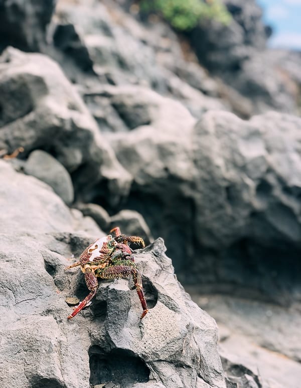 Crab in Hawaii, geagle.miooashdv.tk