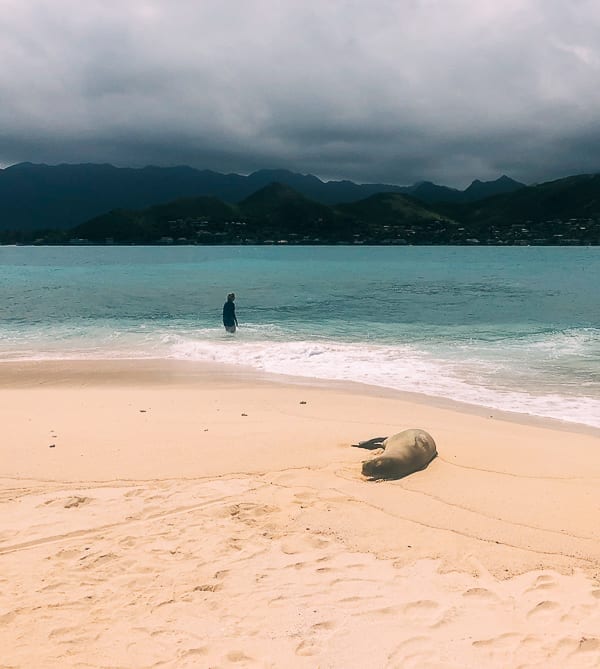 Hawaiian Monk Seal, geagle.miooashdv.tk