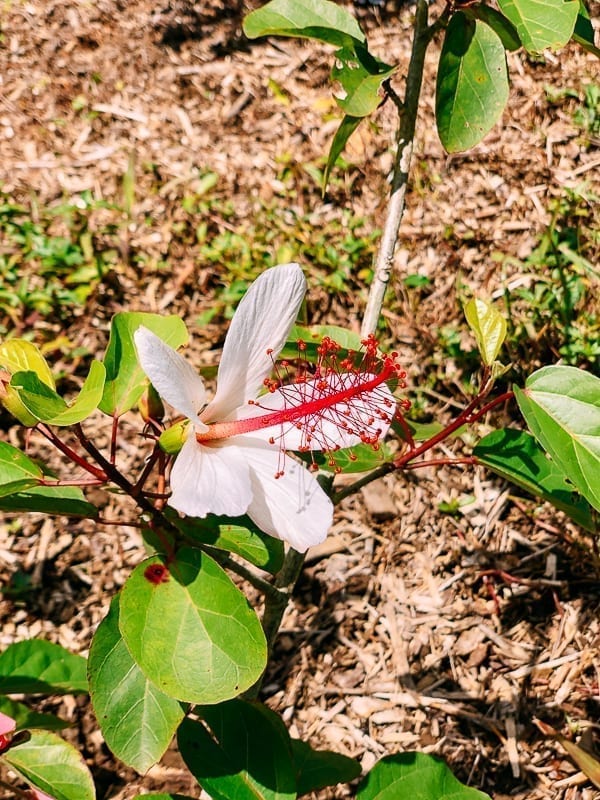 Hawaiian hibiscus flower, geagle.miooashdv.tk
