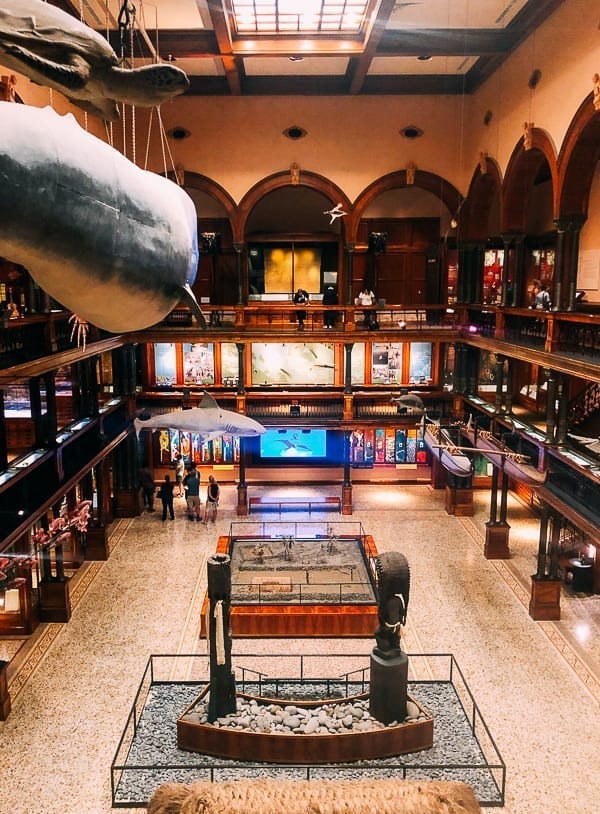 Bishop Museum hall, geagle.miooashdv.tk