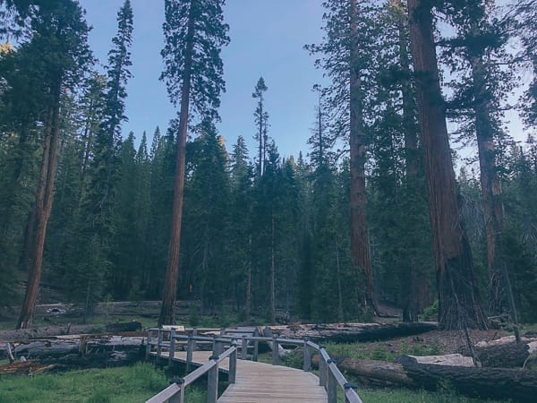 Mariposa Grove in Yosemite, geagle.miooashdv.tk