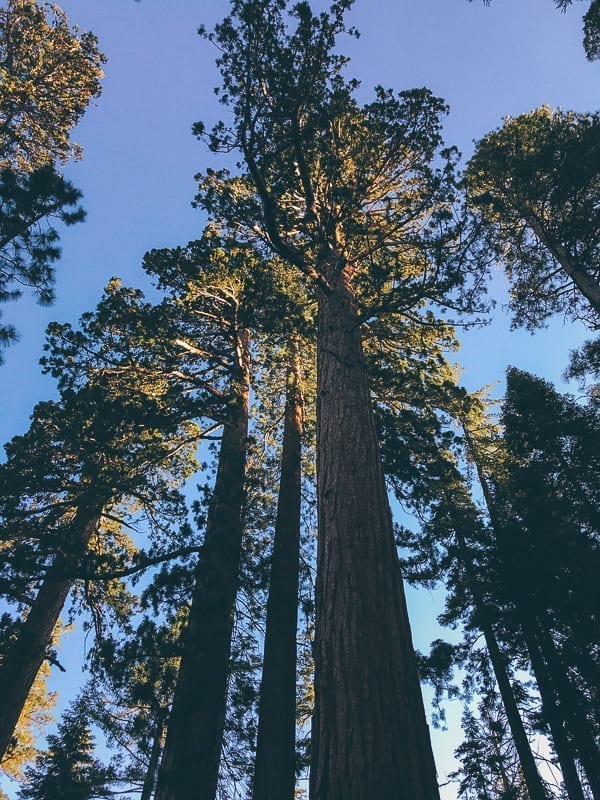 Mariposa Grove trees, geagle.miooashdv.tk